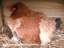lady_frances_lays_an_egg_photo_2_0.jpg