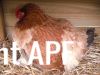 thumb_lady_frances_lays_an_egg_photo_2~1.jpg