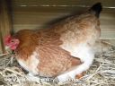 lady_frances_lays_an_egg_photo_3_0.jpg