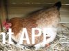 thumb_lady_frances_lays_an_egg_photo_3_0~1.jpg