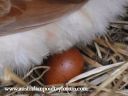 lady_frances_lays_an_egg_photo_4.jpg