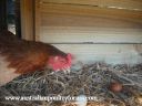 lady_frances_lays_an_egg_photo_4_-_omg2c_i_m_sure_i_didn_t_lay_that_one__it_s_not_my_egg.jpg