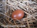 lady_frances_lays_an_egg_photo_5.jpg