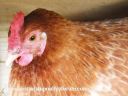 lady_frances_lays_an_egg_photo_6.jpg
