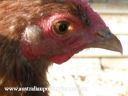 lady_frances_up_close~0.jpg