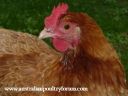 lady_frances_with_the_fluffy_bottom_and_the_softest_of_feathers.jpg