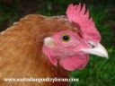 lady_frances_with_the_fluffy_bottom_and_the_softest_of_feathers_281029~0.jpg