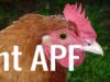 thumb_lady_frances_with_the_fluffy_bottom_and_the_softest_of_feathers_281029~1.jpg