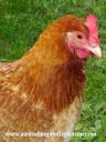 lady_frances_with_the_fluffy_bottom_and_the_softest_of_feathers_28229.jpg