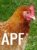 thumb_lady_frances_with_the_fluffy_bottom_and_the_softest_of_feathers_28229~1.jpg
