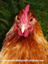 lady_frances_with_the_fluffy_bottom_and_the_softest_of_feathers_28429.jpg