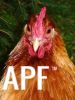 thumb_lady_frances_with_the_fluffy_bottom_and_the_softest_of_feathers_28429~1.jpg