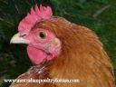 lady_frances_with_the_fluffy_bottom_and_the_softest_of_feathers_28529.jpg