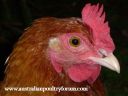 lady_frances_with_the_fluffy_bottom_and_the_softest_of_feathers_28829.jpg