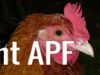 thumb_lady_frances_with_the_fluffy_bottom_and_the_softest_of_feathers_28829~1.jpg