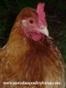 lady_frances_with_the_fluffy_bottom_and_the_softest_of_feathers_28929.jpg