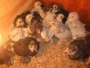 lav_blacks_and_cuckoo_chicks.jpg