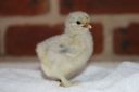 lav_x_blue_dun_pekin_chick_3_-_8_days_old.jpg