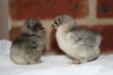 lav_x_blue_dun_pekin_chicks_2_-_8_days_old.jpg