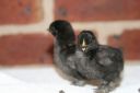 lav_x_blue_dun_pekin_chicks_4_-_8_days_old.jpg
