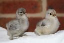 lav_x_blue_dun_pekin_chicks_8_days_old.jpg
