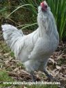 lavender_araucana_cockerel.jpg