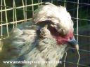 lavender_araucana_lady_.jpg