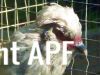 thumb_lavender_araucana_lady_~1.jpg