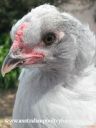 lavender_gang_member_5_alpha_chick.jpg