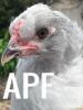 thumb_lavender_gang_member_5_alpha_chick~1.jpg