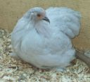 lavender_pullet_donny_s_baby.jpg