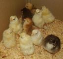 leghorn_bantam_australorp_road_is_red.jpg