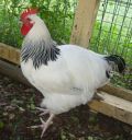 lenny_light_sussex_cockerel.jpg