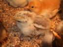 light_partridge_chick_back_1.jpg