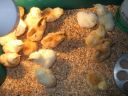 light_sussex_and_brahma_chicks_hatch.jpg