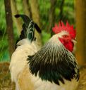 light_sussex_x_cochin_rooster_.jpg