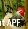 thumb_light_sussex_x_cochin_rooster_~1.jpg