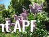 thumb_lilac_time_profusion.jpg