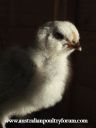 little_wheezy_at_15_days_old.jpg