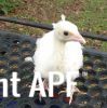 thumb_littleflake_28229.jpg