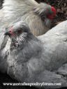 love_is_sharing_a_dust_bath~0.jpg