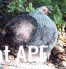 thumb_mealy_grey_pullet_3.jpg