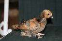 millefleur_belgian_chick__dark__2_weeks_3-10-08.jpg