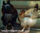 mr____mrs__fluffy_bottoms~0.jpg