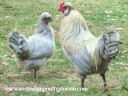 mr__rooster_and_boss_chookie.jpg