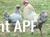 thumb_mr__rooster_and_boss_chookie~1.jpg