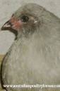 mr__rooster_baby_photo.jpg