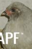 thumb_mr__rooster_baby_photo~1.jpg