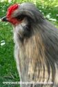 mr__rooster_deep_in_thought.jpg