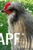 thumb_mr__rooster_deep_in_thought~1.jpg